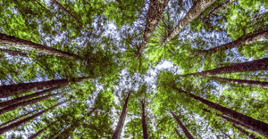 2015 Green Supply Chain Award_BG