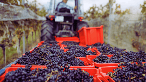 Arterra Wines supply chain planning, blue yonder aps implementation